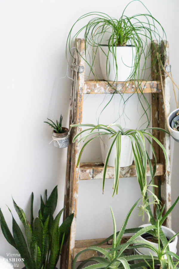 Mein Indoor Garden in der neuen Wohnung Vienna Fashion Waltz