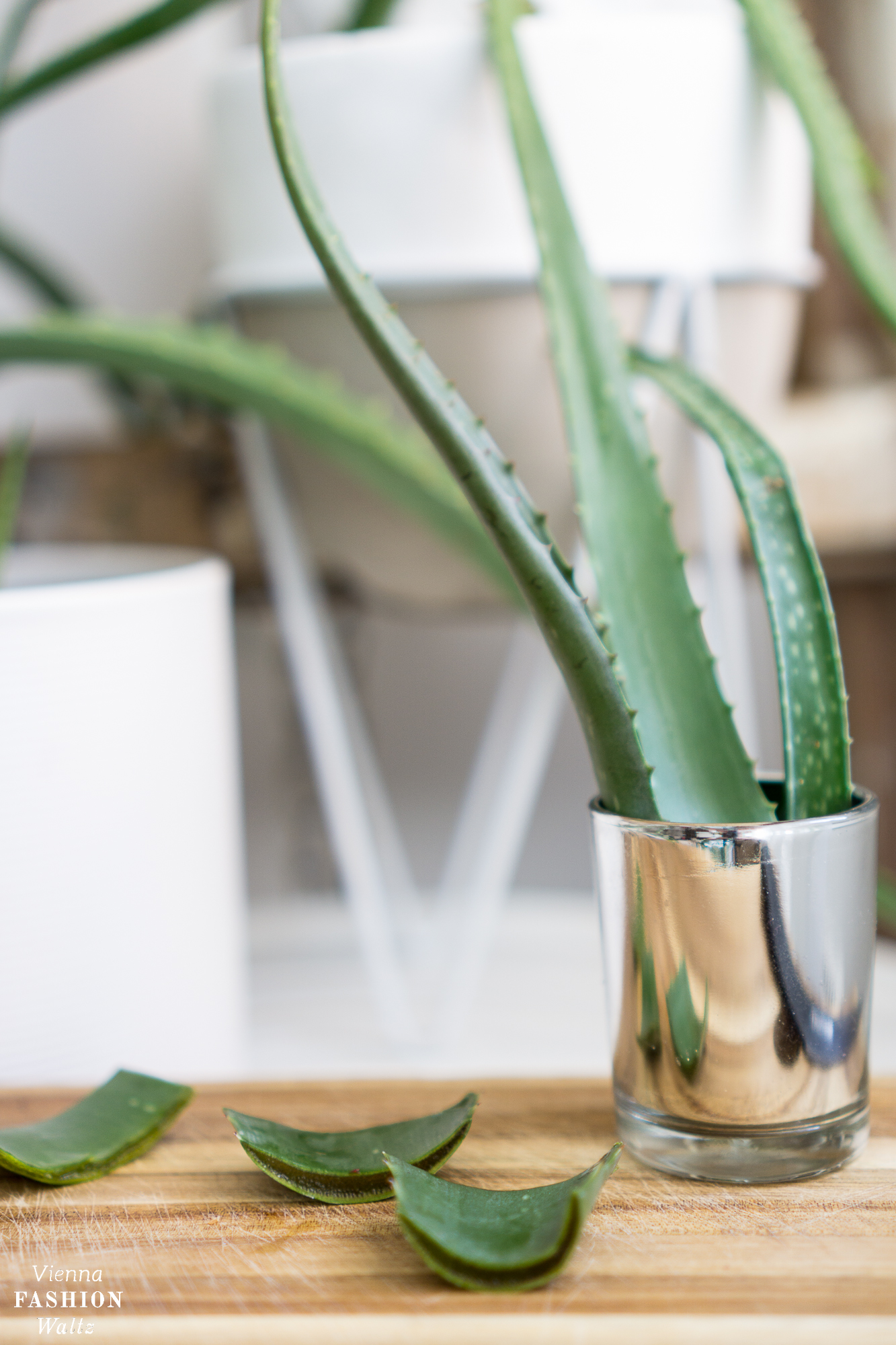 Aloe-Vera-Pflanzen-Saft-Pflege-Wirkung und Anwendung, Urban Jungle, Indoor Garden-viennafashionwaltz