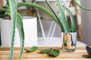 Aloe Vera Pflanzen | Pflege, Wirkung und Anwendung