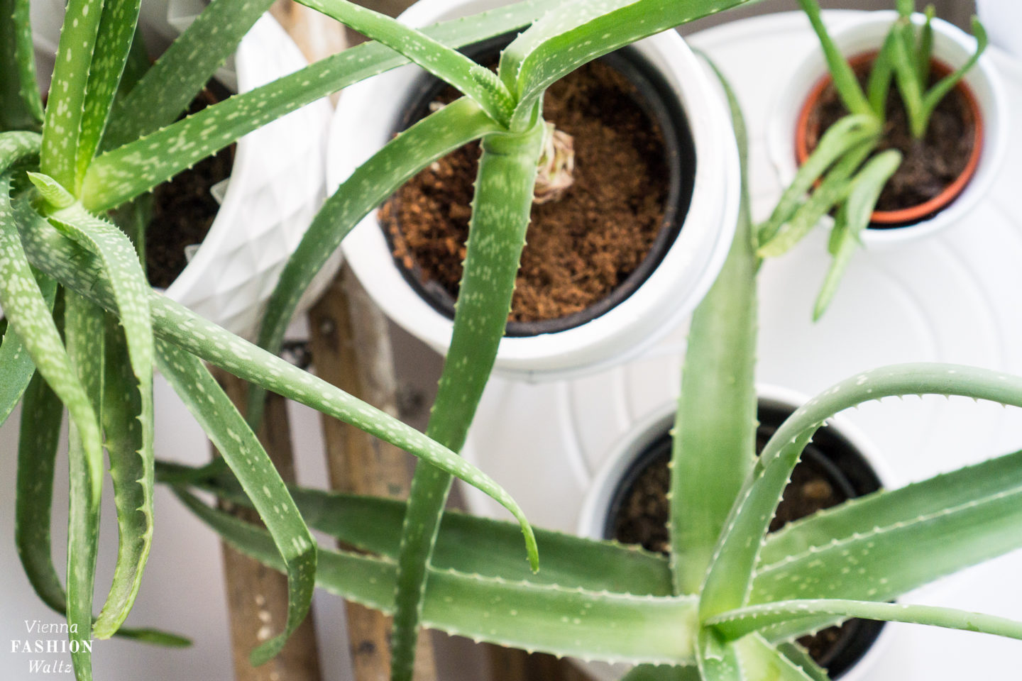 Aloe Vera Pflanzen Pflege, Wirkung und Anwendung VFW